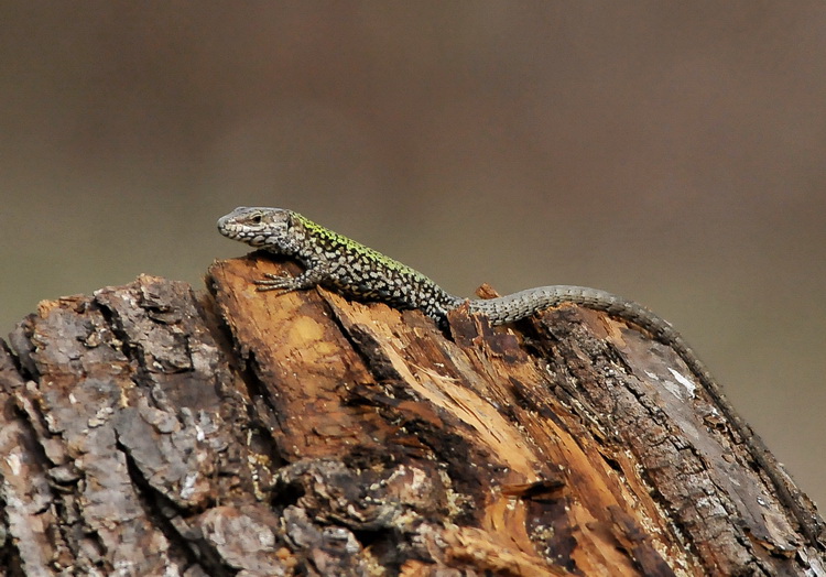 Podarcis muralis dal capanno dei passeri - Parco della Piana